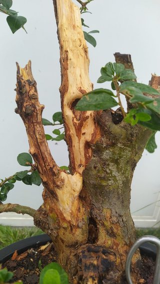 Bonsái ligustrum con madera muerta espectacular