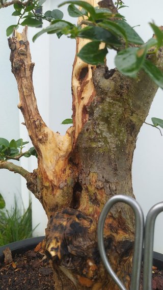 Bonsái ligustrum con madera muerta espectacular