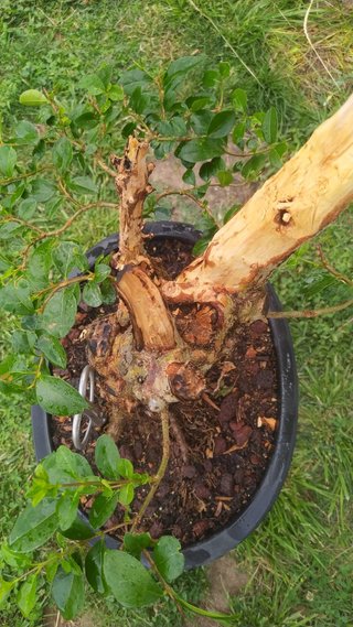 Bonsái ligustrum con madera muerta espectacular