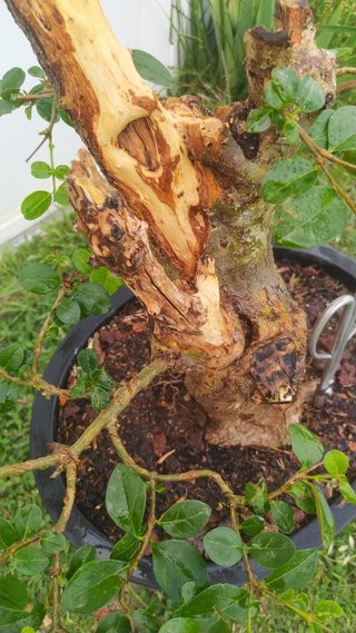 Bonsái ligustrum con madera muerta espectacular