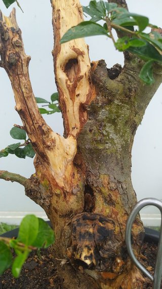 Bonsái ligustrum con madera muerta espectacular