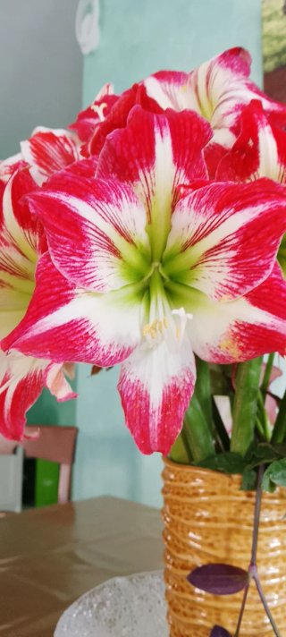Amaryllis Rossi Rossi
