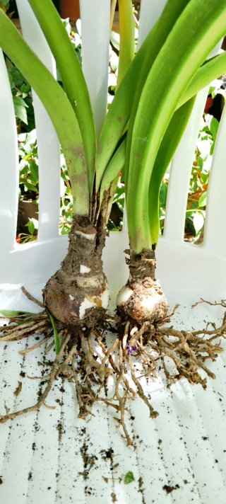 Amaryllis Rossi Rossi