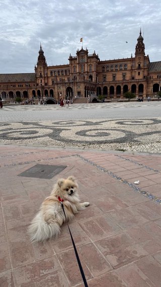 Paseador de perros