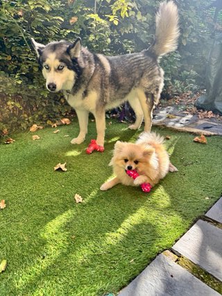 Paseador de perros