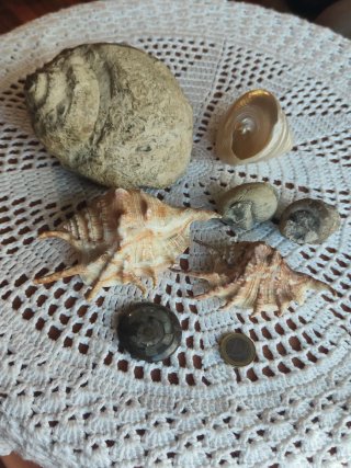 Fósiles y caracolas variadas