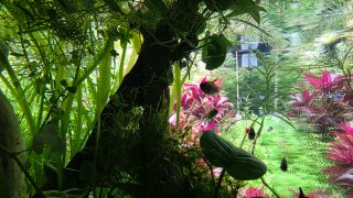 Plantas para bruna