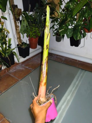 Platanera Dwarf Orinoco sin hoja