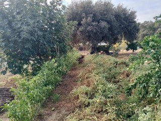 Se vende parcela 5000m2