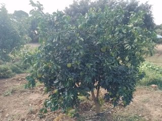 Se vende parcela 5000m2