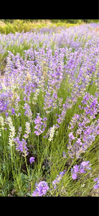 Set Idrolati Biologici Lavanda + Rosmarino 100ml