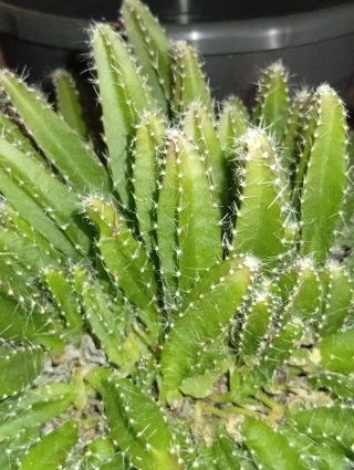 Cactus Fruta del dragón. (Hylocereus undatus)