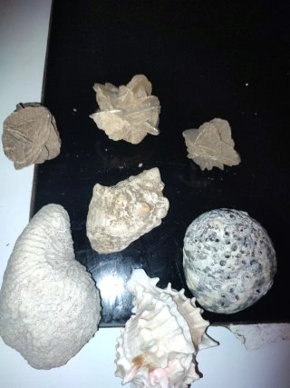 Fósil de coral marino