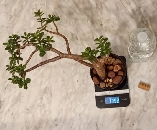 Prebonsái Árbol de Jade (Crassula) - Reversible