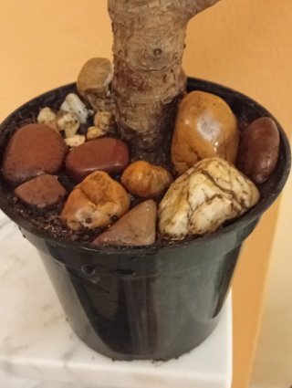 Prebonsái Árbol de Jade (Crassula) - Reversible