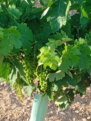 •Finca Viñedos 48ha Riego Valladolid