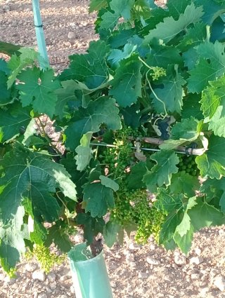 •Finca Viñedos 48ha Riego Valladolid