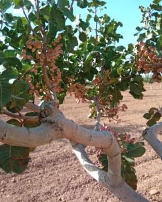 •Finca Viñedos 48ha Riego Valladolid