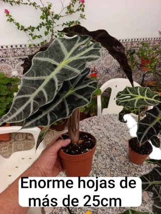 Alocasia Amazonica Polly