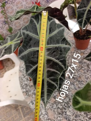 Alocasia Amazonica Polly