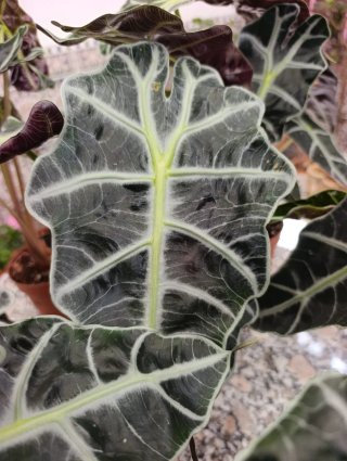 Alocasia Amazonica Polly