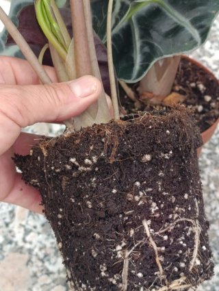Alocasia Amazonica Polly