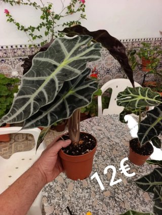 Alocasia Amazonica Polly