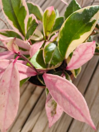 Hoya Carnosa Tricolor Flamingo Dreams