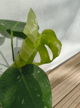 Monstera Thai Constellation Variegada