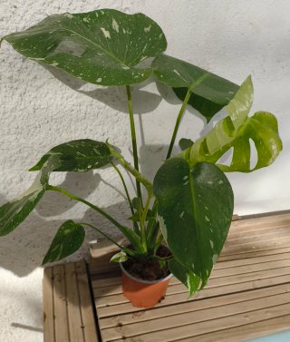 Monstera Thai Constellation Variegada