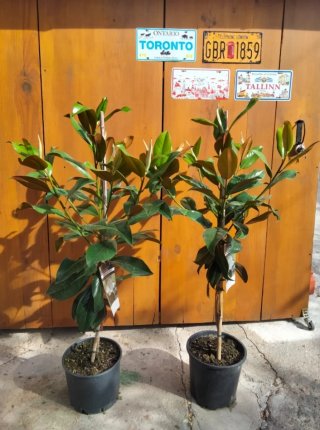 Magnolio Grandiflora 120/140 cm