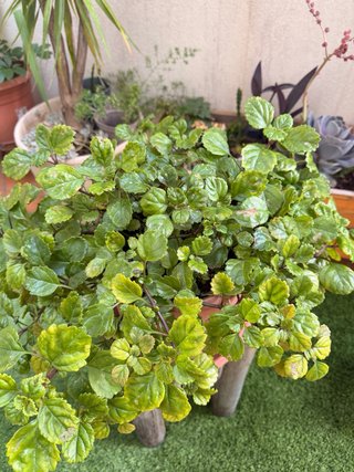 Planta del Dinero - Pilea Peperomioides