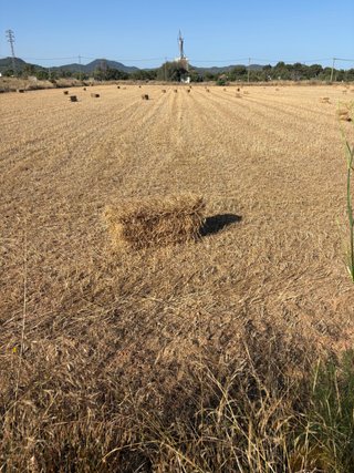 Alpacas de trigo