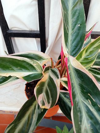 Calathea Triostar Planta