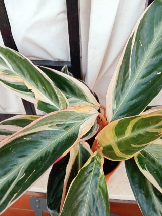 Calathea Triostar Planta