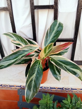 Calathea Triostar Planta