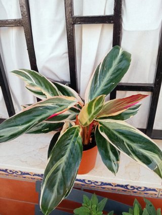 Calathea Triostar Planta