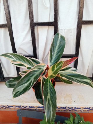 Calathea Triostar Planta