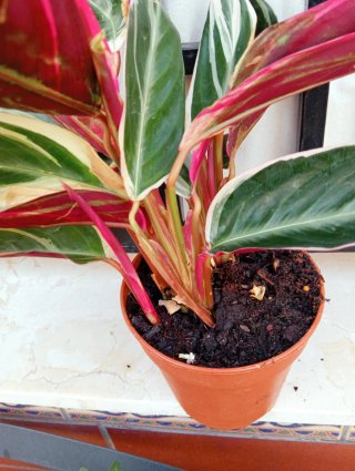 Calathea Triostar Planta