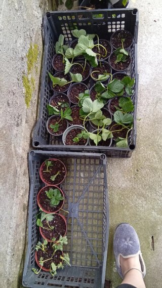 Plantas de fresa en maceta