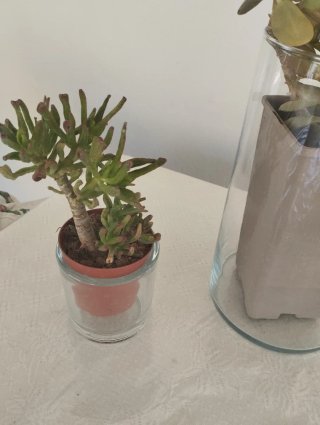 Plantas