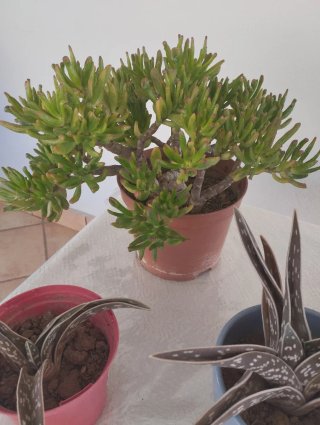 Plantas suculentas