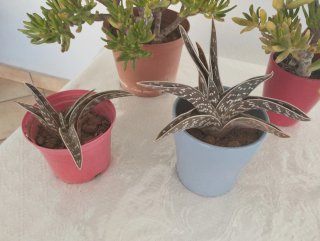 Plantas suculentas