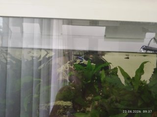 Acuario blanco con mueble y peces