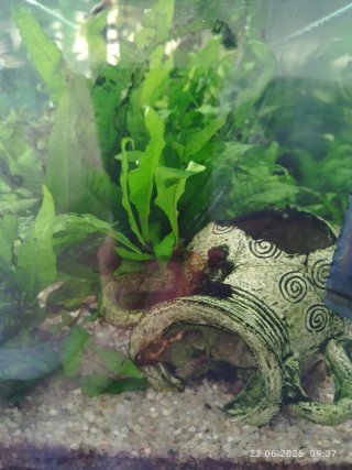 Acuario blanco con mueble y peces