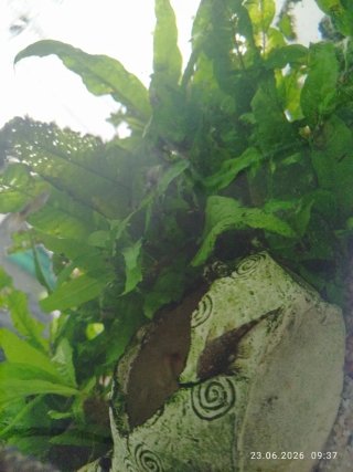 Acuario blanco con mueble y peces