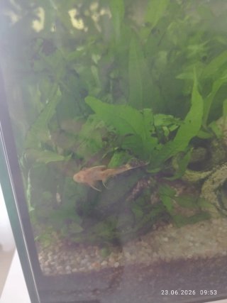 Acuario blanco con mueble y peces