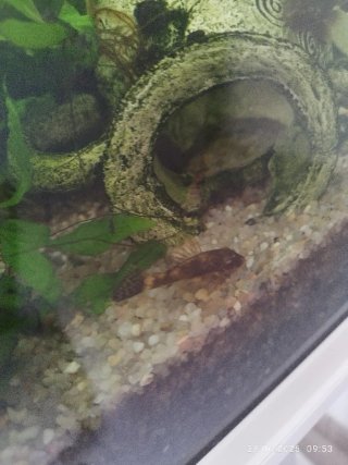 Acuario blanco con mueble y peces