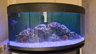 Acuario curvo Marino Completo