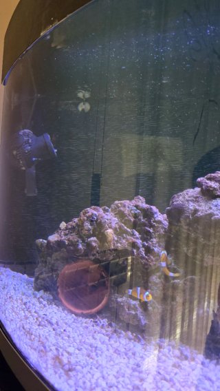 Acuario curvo Marino Completo